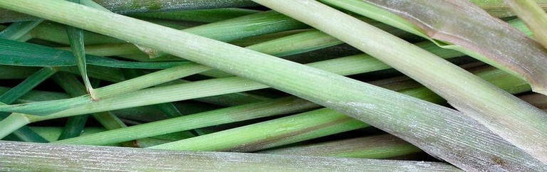 LEMONGRASS STALKS LEMONGRASS STALKS