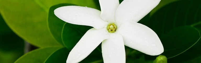 MONOI FLOWER MONOI FLOWER