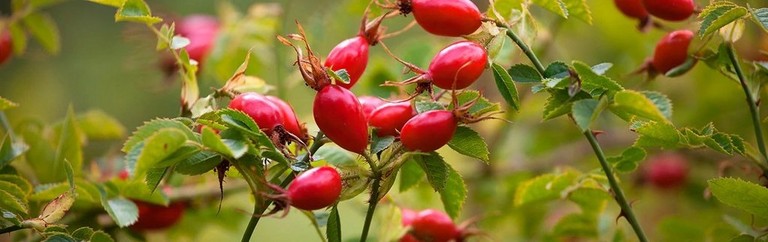 ROSEHIPS ROSEHIPS