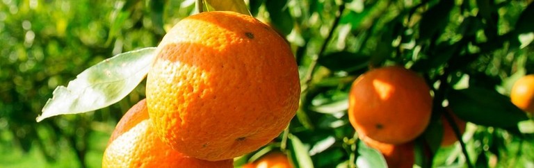 Satsumas Satsumas