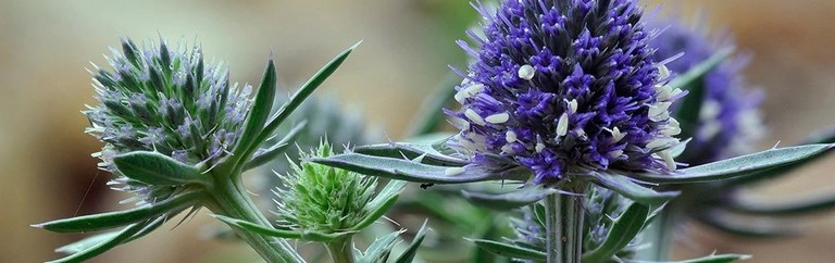 Sea Holly Sea Holly