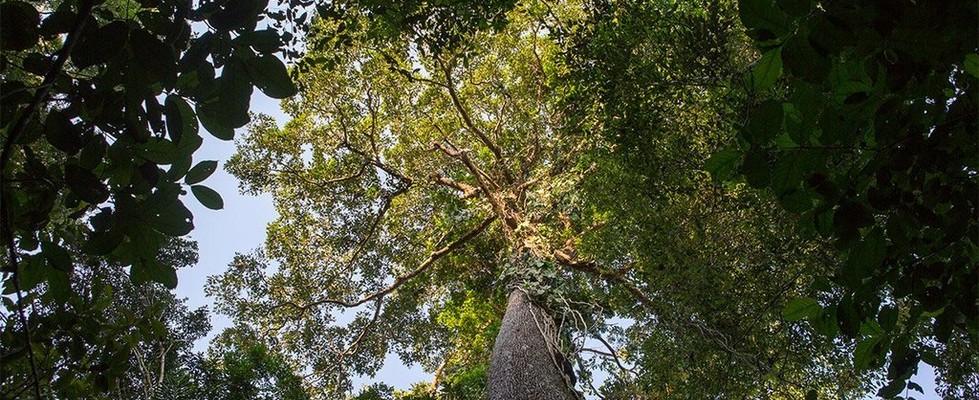 Trees Trees