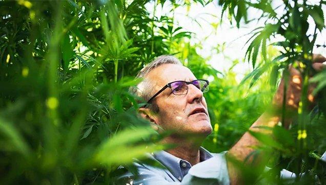 Man in field of hemp